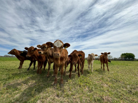 Hermosillo, Sonora; 26 de abril de 2024.-Ocupa Sonora segundo lugar nacional en producción de carne de cerdo