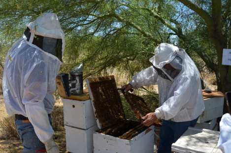 Hermosillo, Sonora; a 21 de mayo de 2024.-Centro de reproducción apícola busca tener abeja calidad Sonora