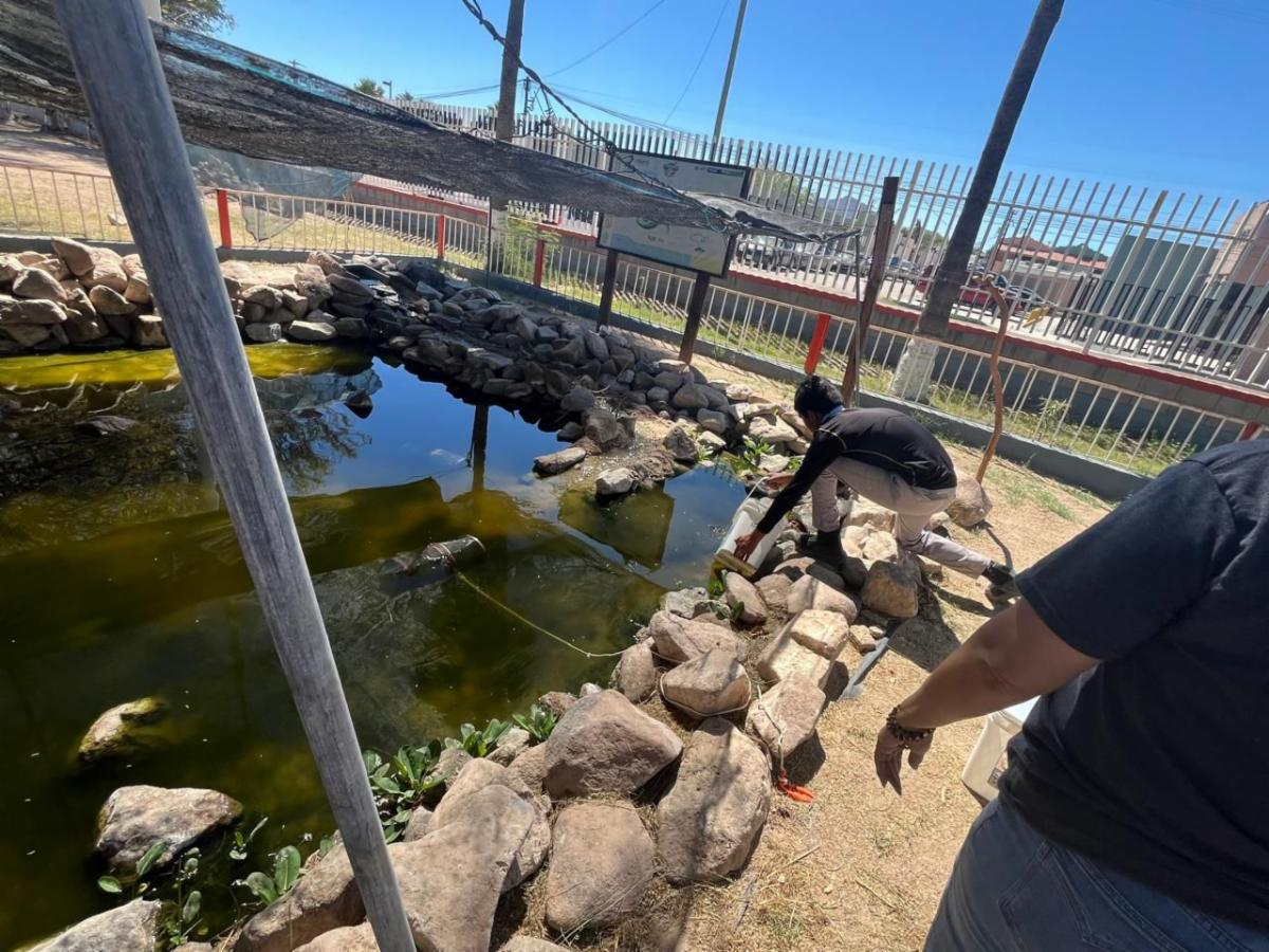 General Plutarco El&iacute;as Calles, Sonora; 30 de marzo de 2026.&ndash; Gobierno de Sonora impulsa con &eacute;xito la conservaci&oacute;n del pez cachorro del desierto: Cobach