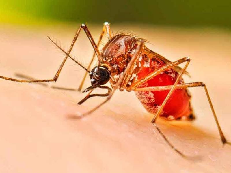 Sonora 09 Octubre 2026.-🚨🦟 &iexcl;ALERTA EN SONORA! AUMENTAN 76.7% LOS CASOS DE DENGUE