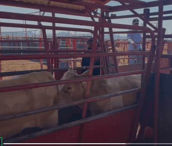 Sonora 24 Agosto 2026.-🚨🐄 &iexcl;SONORA REANUDA EXPORTACI&Oacute;N DE GANADO A ESTADOS UNIDOS TRAS 640 D&Iacute;AS DE RESTRICCIONES! 